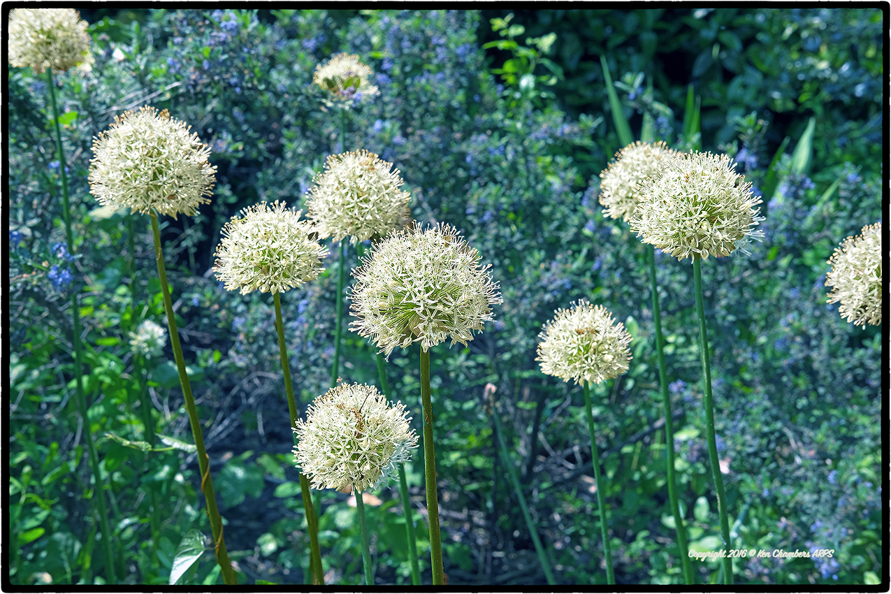 Allium