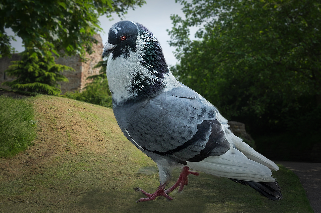 Puffed up Pigeon