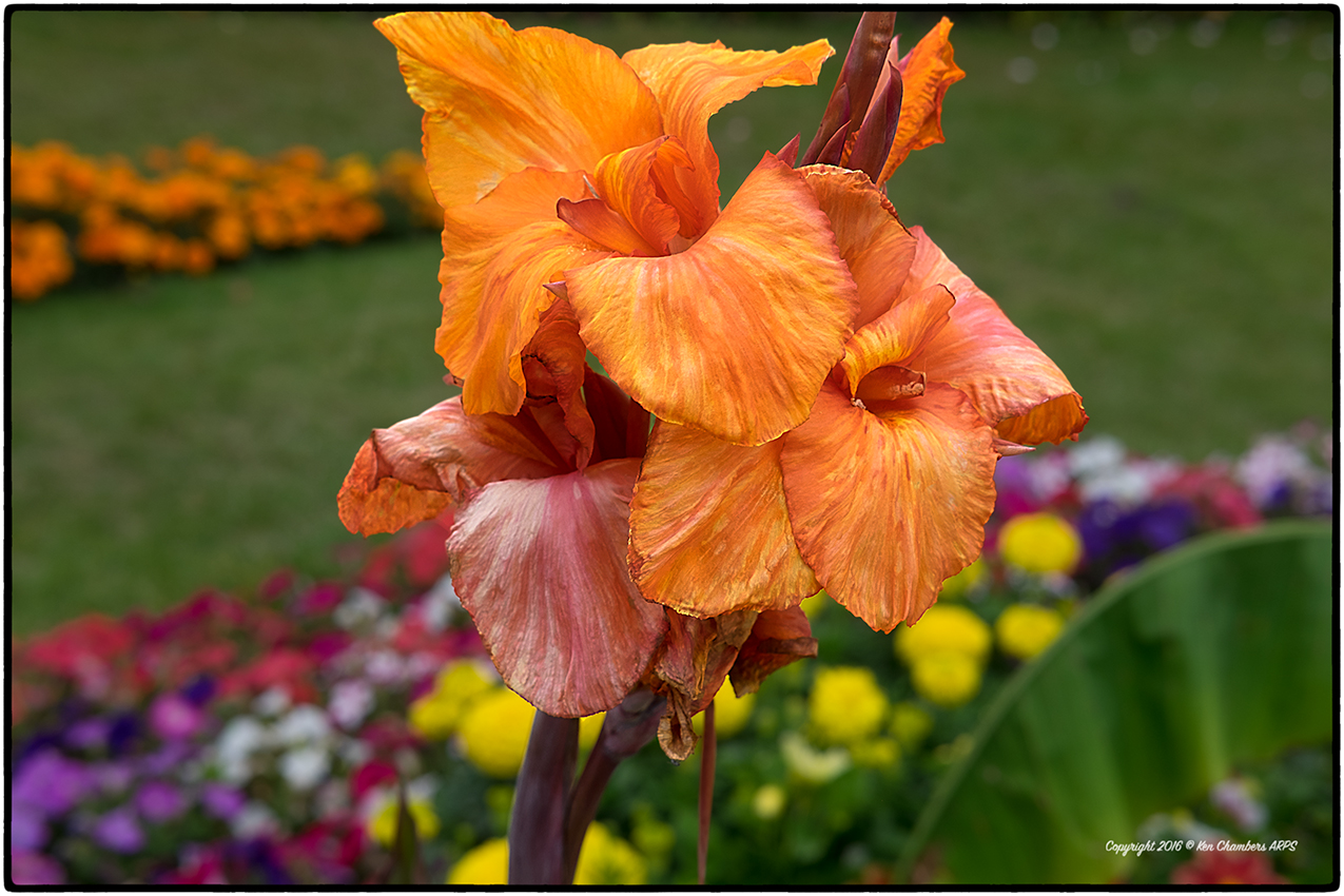 Autumn Riesling ... Orange bearded Iris