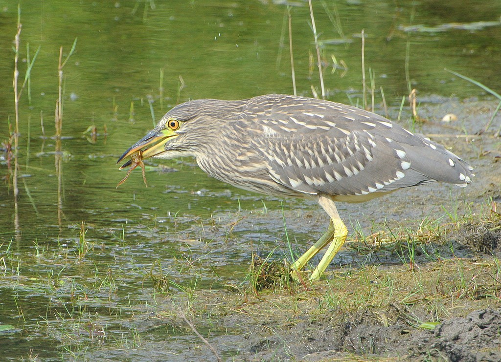 Bihoreau gris (Nycticorax nycticorax)