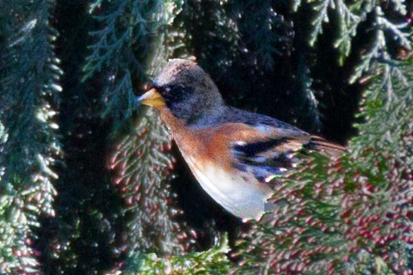 Brambling 1101