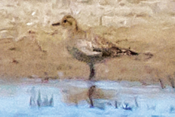 Plover, Pacific Golden 2700