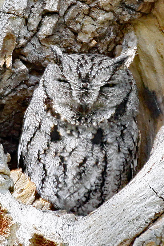 Owl, Western Screech 4958