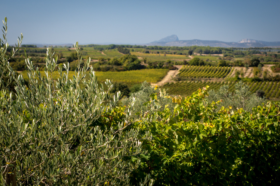 At Sylvias Winery, Languedoc