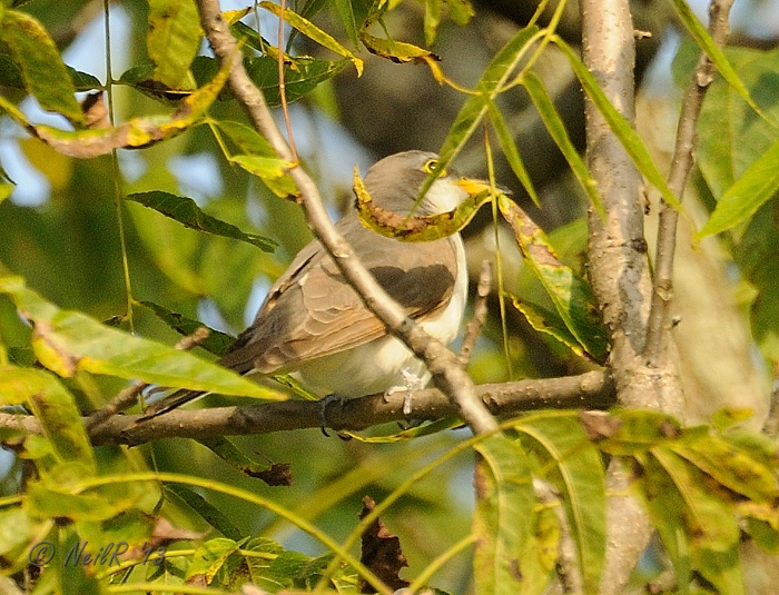 Yellow-billed Cuckoo DSCN_334570.JPG