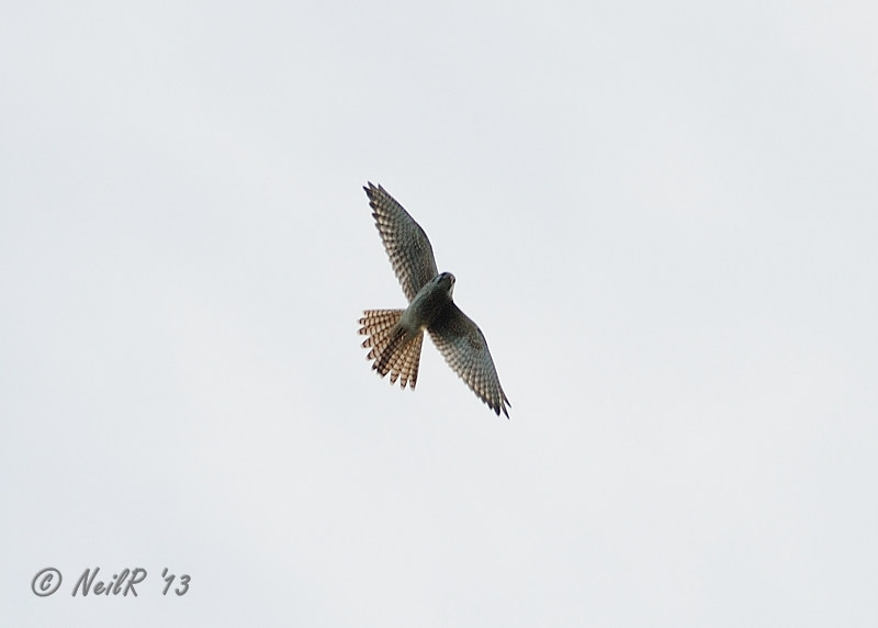 Kestrel, American DSCN_337406.JPG