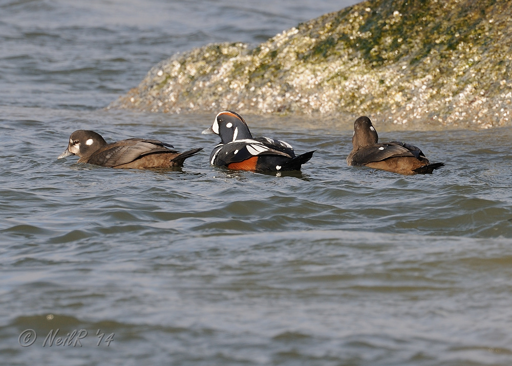 Duck, Harlequin DSCN_363168.JPG