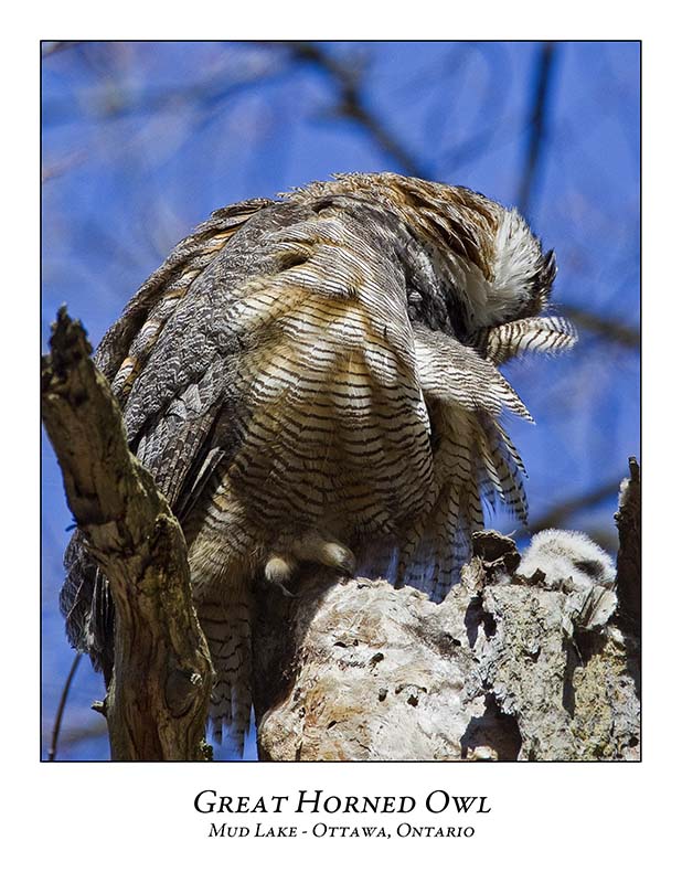 Great Horned Owl-027
