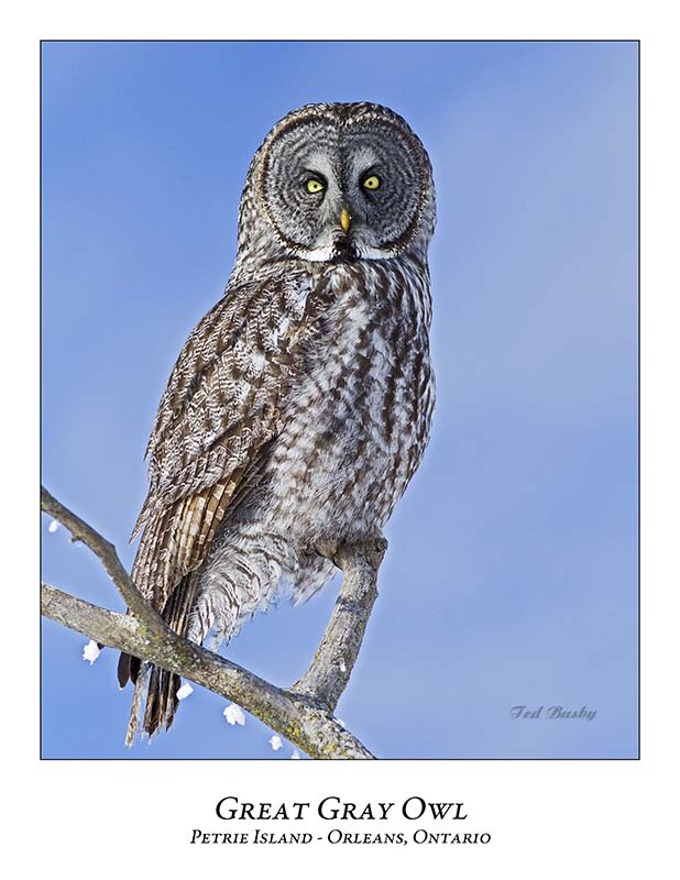 Great Gray Owl-176