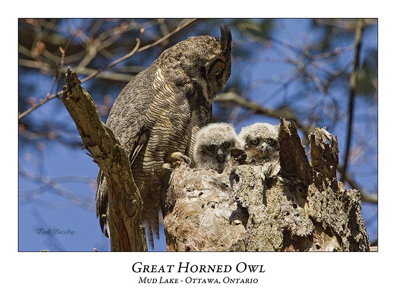 Great Horned Owl-030
