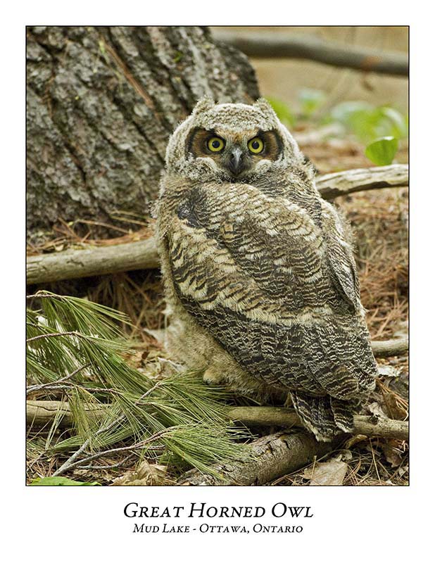 Great Horned Owl-057