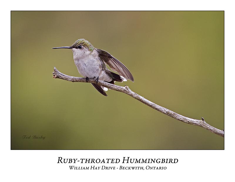 Ruby-throated Hummingbird-013
