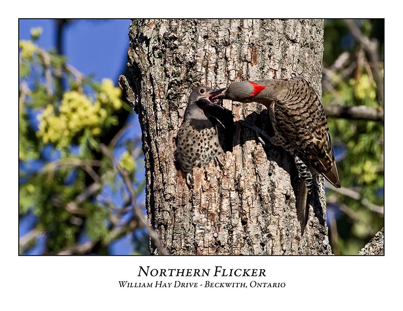 Northern Flicker-015