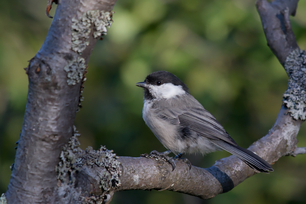 Willow Tit. Granmeis