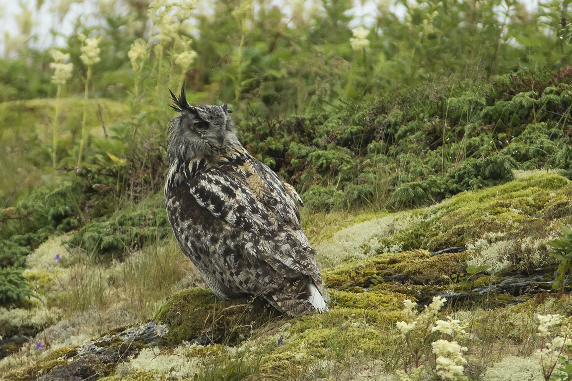 Eurasian Eagle-Owl. Hubro