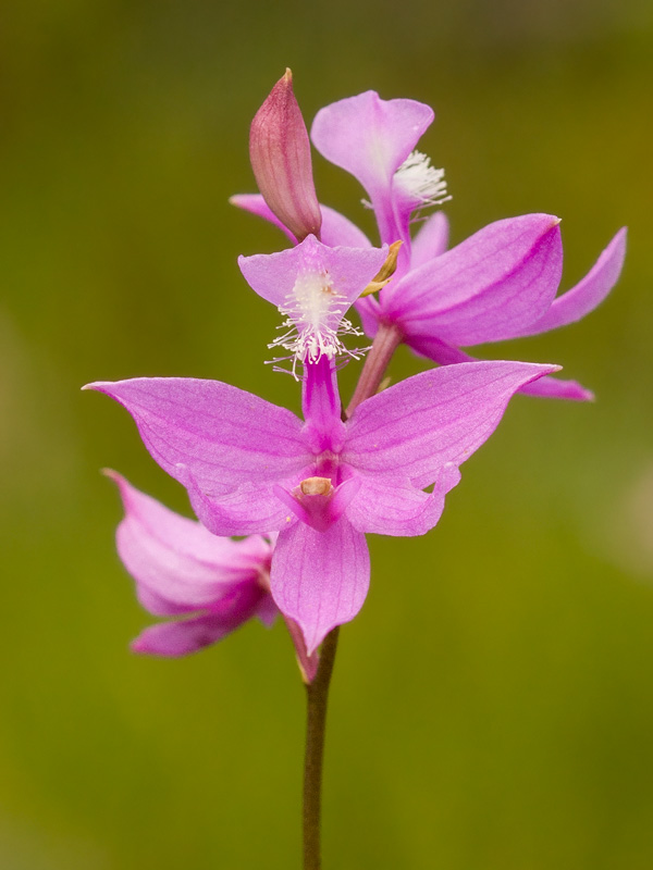 Grass Pink Orchid