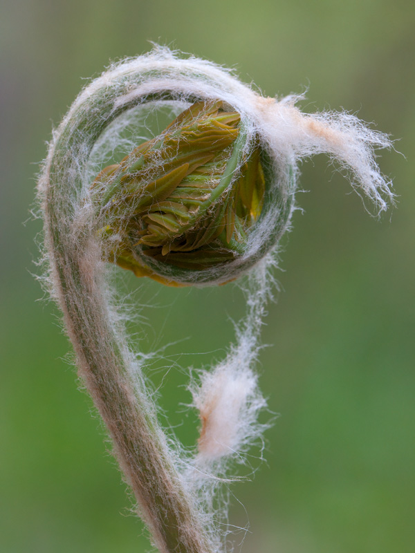 Royal Fern Unfolding