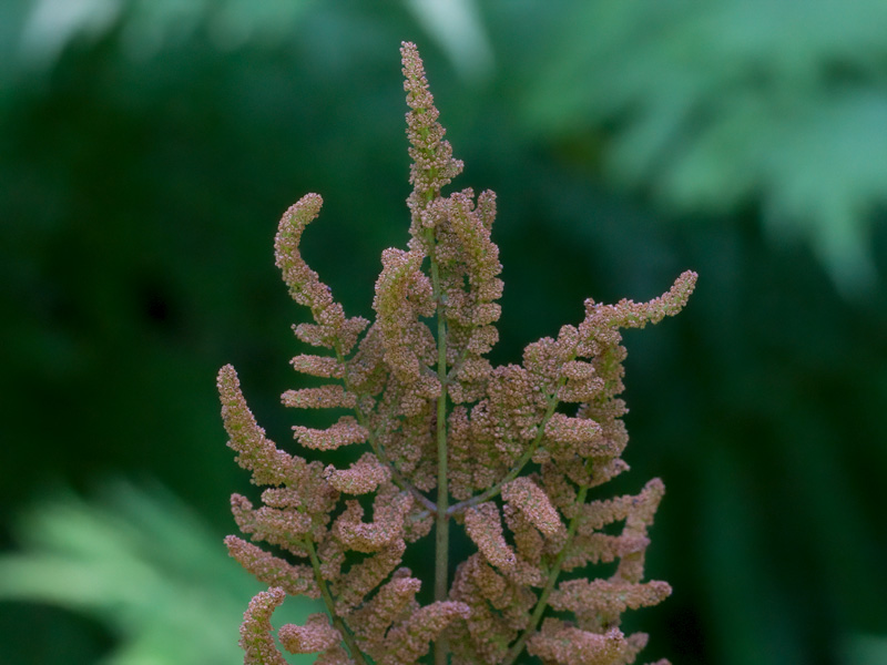 Royal Fern Fertile Frond