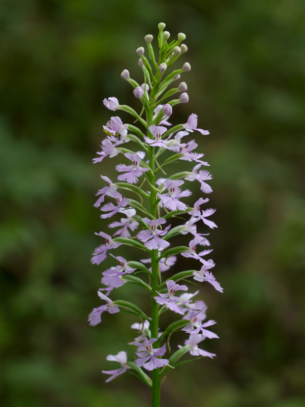 Small Purple Fringed Orchid