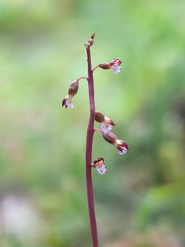Pringles Autumn Coralroot Orchid
