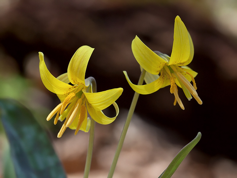 Dogtooth Violet