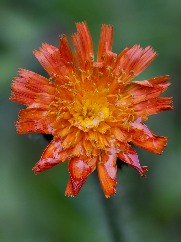 Orange Hawkweed Filled with Raindrops