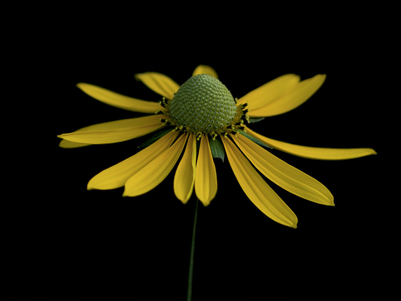 Green-headed Coneflower