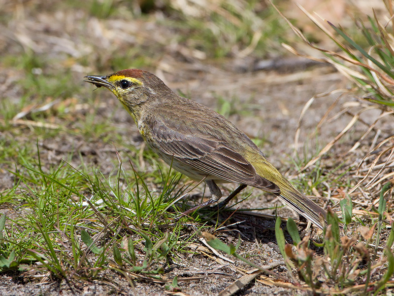 Palm Warbler