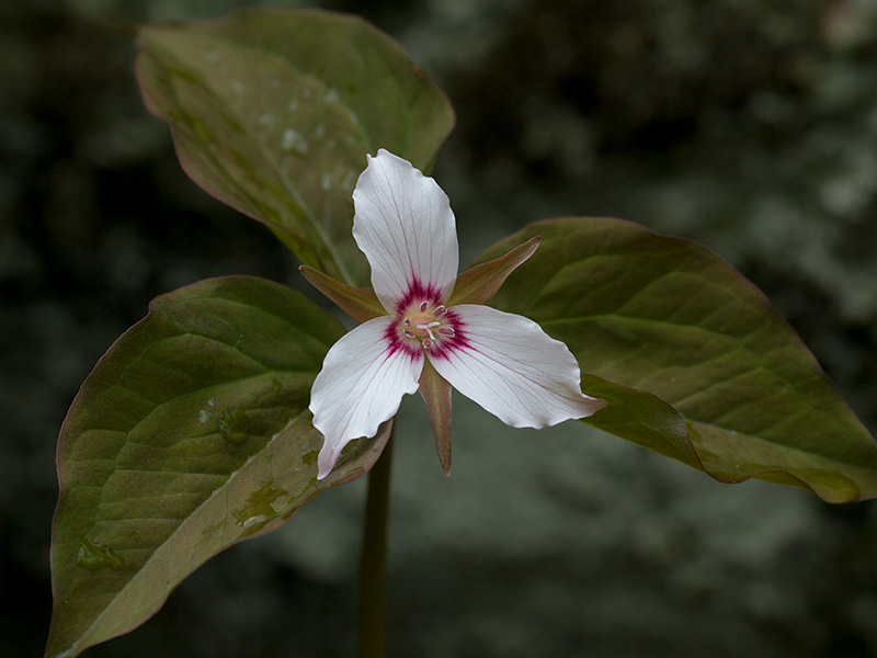 Painted Trillium