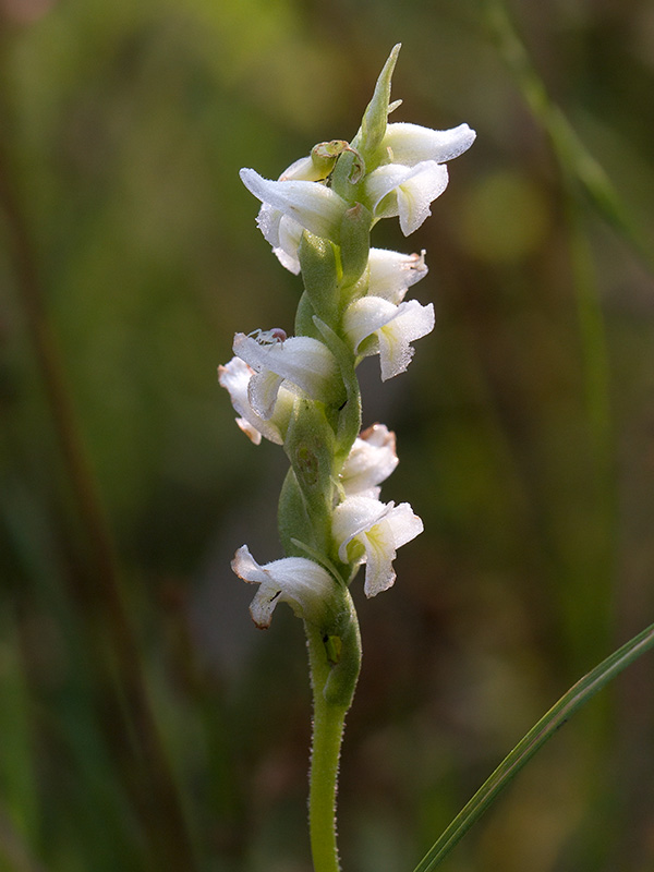 Hooded Ladies-tresses Orchid