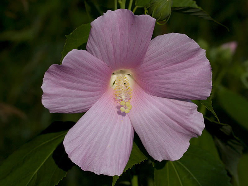 Rose Mallow