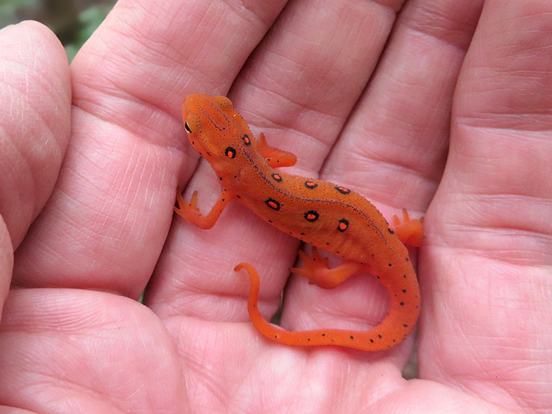 Red Eft in My Hand