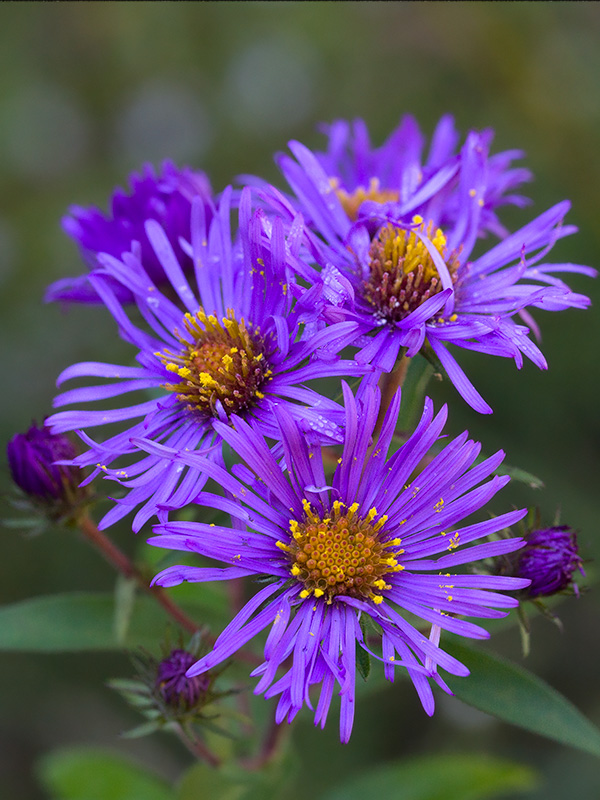 New England Aster