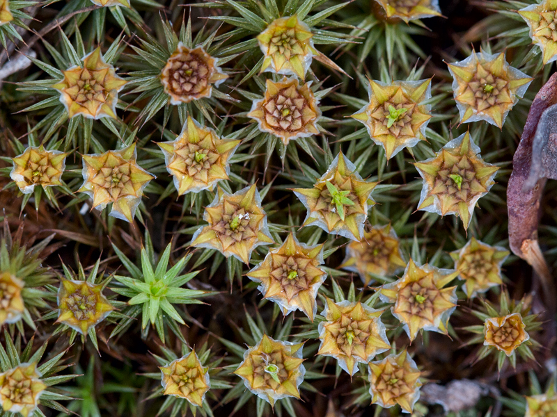 Common Haircap Moss