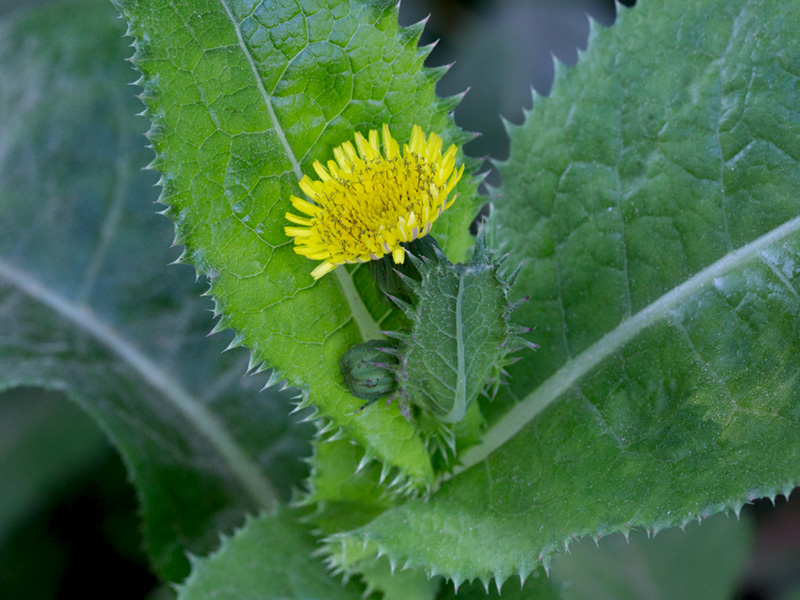 Spiny-leaved Sow Thistle