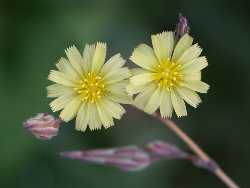 Prickly Lettuce