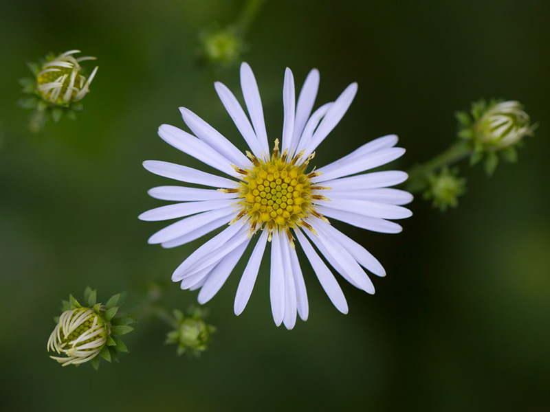 Crooked-stemmed Aster