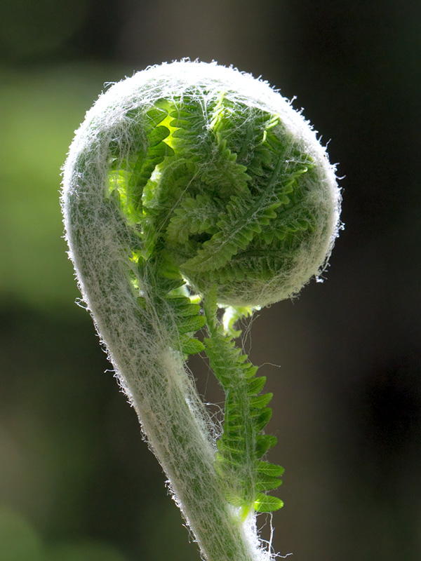 Cinnamon Fern Unfolding