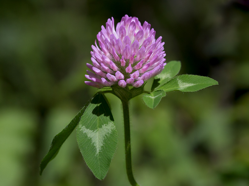 Red Clover