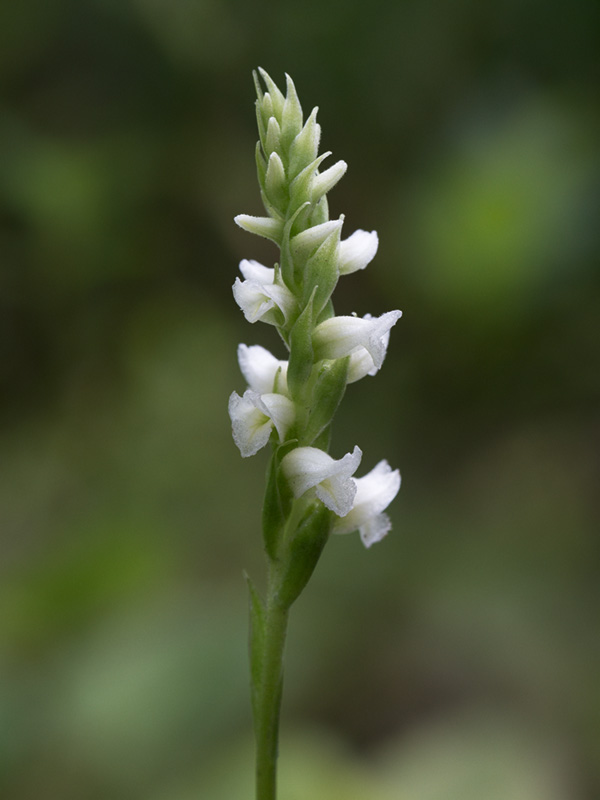 Hooded Ladies-tresses Orchid
