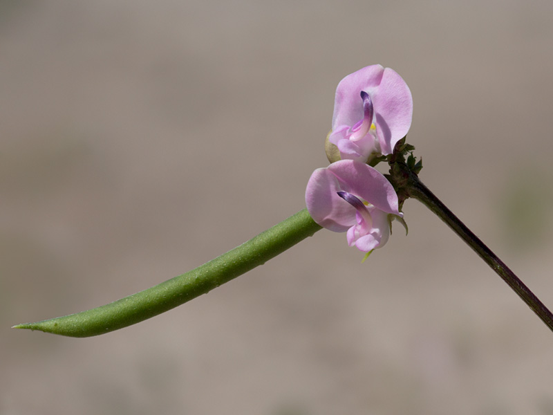 Trailing Wild Bean