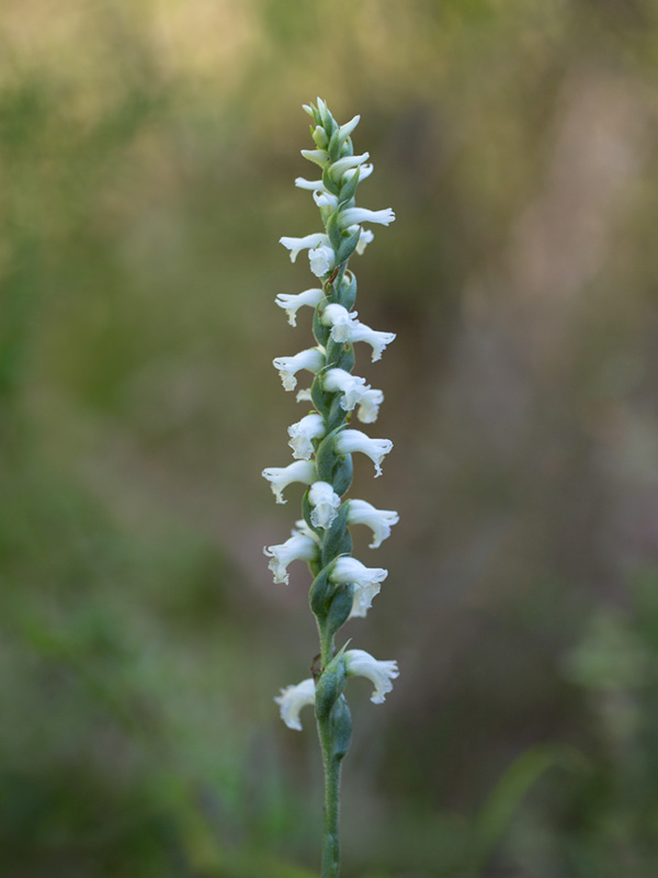 Nodding Ladies-tresses Orchid