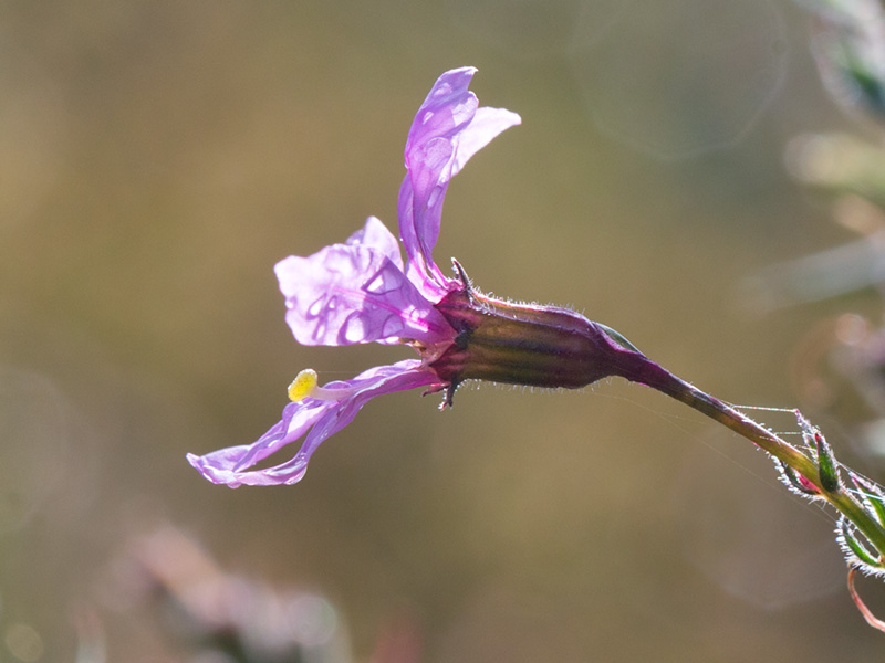 Purple Loosestrife