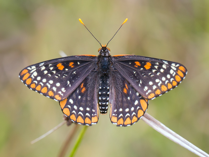 Baltimore Checkerspot Butterfly