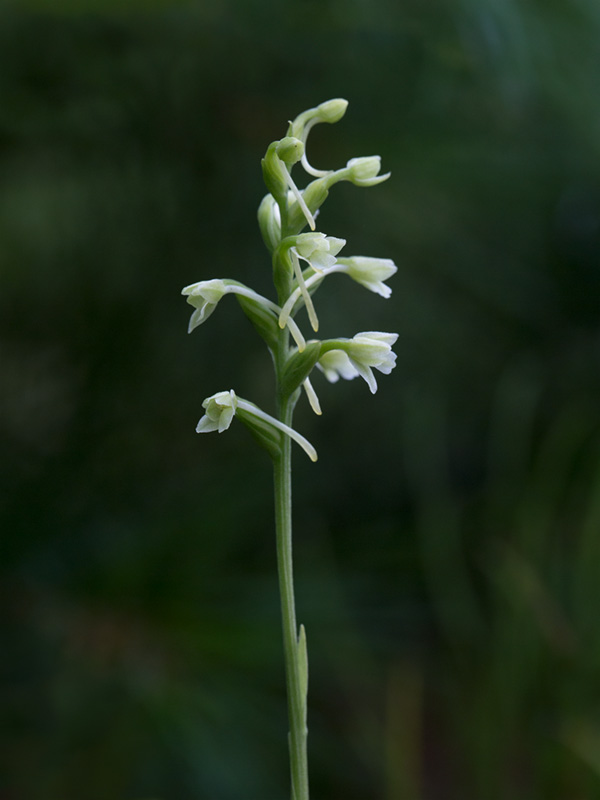 Club Spur Orchid