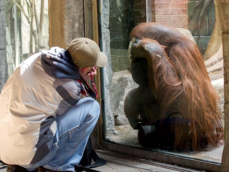 Steve with Orangutan