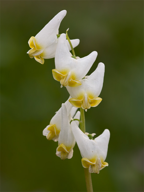 Dutchmans Breeches