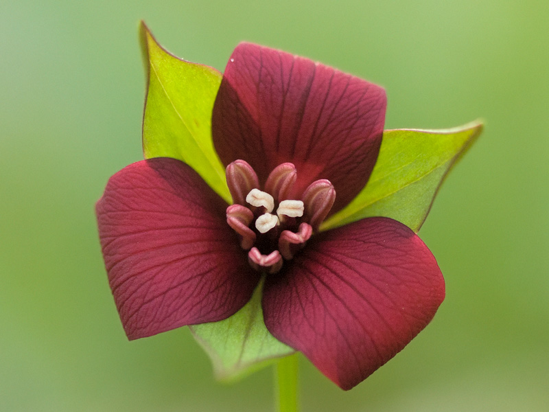 Red Trillium