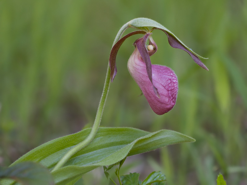 Pink Ladys Slipper Orchid