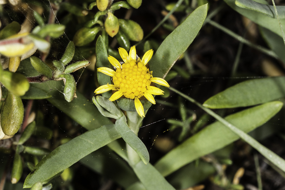 Salty Susan (<em>Jaumea carnosa</em>)